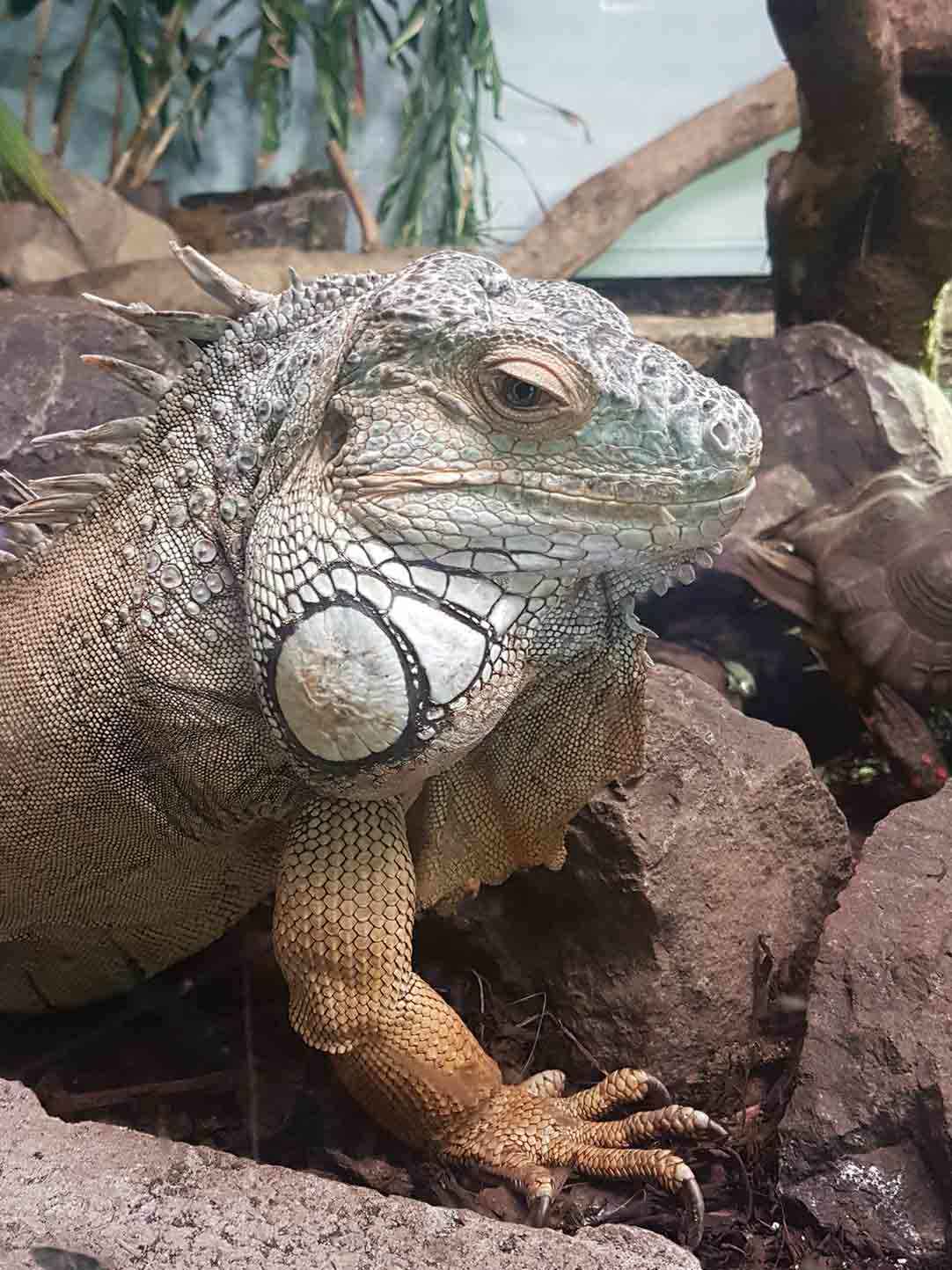 Belfast - Belfast Zoo